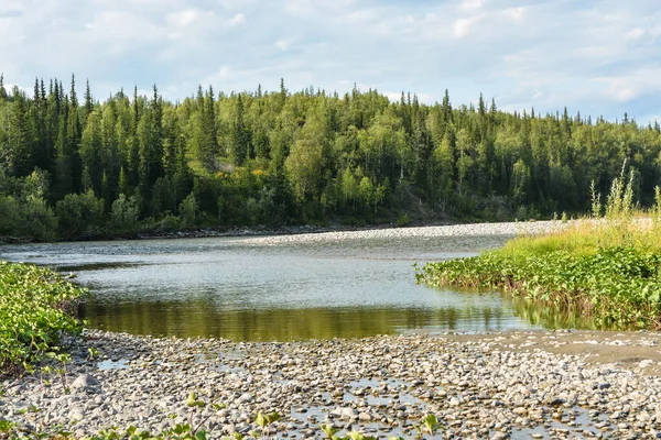 Güneşli bir yaz gününde kuzey nehri manzarası. Bakire Komi ormanlarında bir nehir..
