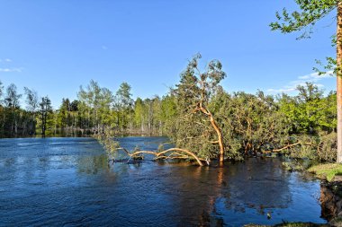 Rusya 'da bahar. River Pra Ulusal Parkı, Meschera, Ryazan Bölgesi.