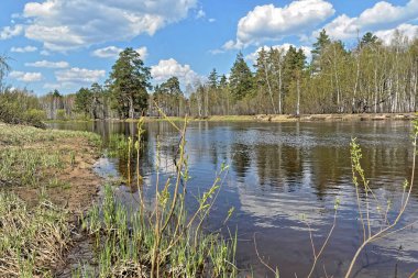 Orman nehrinde ilkbahar. Orta Rusya 'daki milli parkın manzarası.