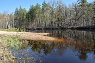 Orman nehrinde ilkbahar. Orta Rusya 'daki milli parkın manzarası.