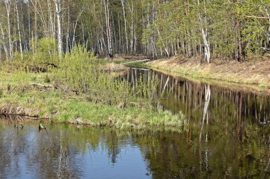 Orman nehrinde ilkbahar. Orta Rusya 'daki milli parkın manzarası.
