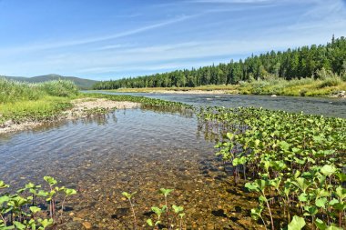 Kuzey Urallar 'da yaz. Ulusal Park 