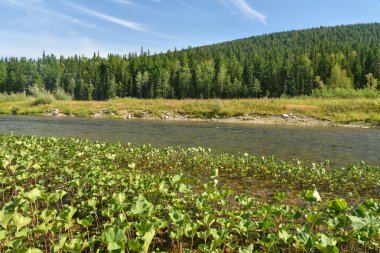 Kuzey Urallar 'da yaz. Ulusal Park 