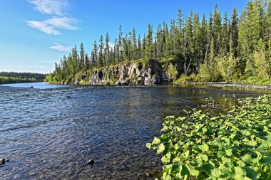 Güneşli bir yaz gününde kuzey nehri. Su manzarası, Komi Cumhuriyeti 'ndeki ulusal park, Rusya.