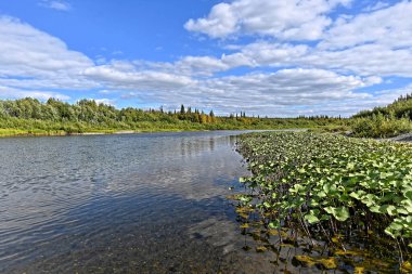 Güneşli bir yaz gününde kuzey nehri. Su manzarası, Komi Cumhuriyeti 'ndeki ulusal park, Rusya.