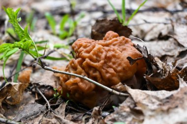 Mantar dikişleri. Moskova yakınlarındaki Mayıs Ormanı 'ndan ilk yenilebilir mantarlar..