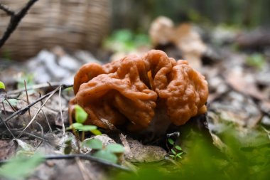 Mantar dikişleri. Moskova yakınlarındaki Mayıs Ormanı 'ndan ilk yenilebilir mantarlar..