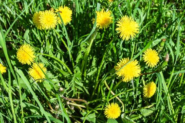 Sarı karahindiba. Bahar çayırlarında karahindibalar.