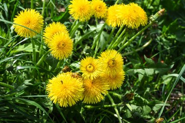 Sarı karahindiba. Bahar çayırlarında karahindibalar.