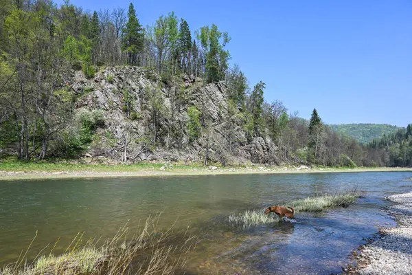 Doğa parkında bahar. Mayıs ayı başında su manzarası. Bashkortostan, Rusya 'daki Zilim Doğa Parkı