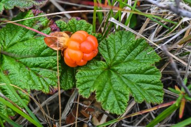 Olgun böğürtlen. Taimyr 'de yaz meyvesi.