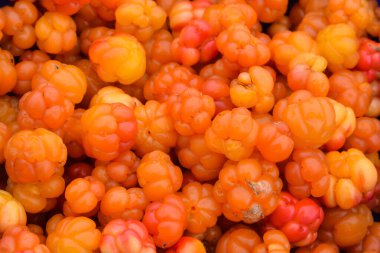 Olgun dutlu arka plan. Sulu, vahşi kuzey meyvesi.