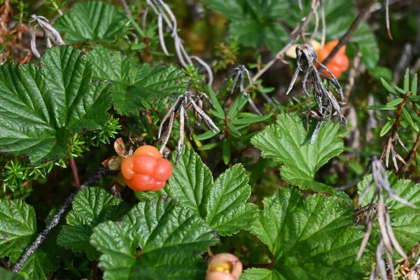 Reife Moltebeere Sommerbeere Auf Taimyr — Stockfoto