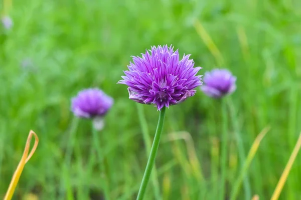 プトラナ高原の花 クラスノヤルスク地方北部の短い夏は花で飾られています ストック写真