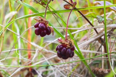 Rubus arcticus veya arktik ahududu. Taimyr Yarımadası 'nın tundrasında olgunlaşmış meyveler..