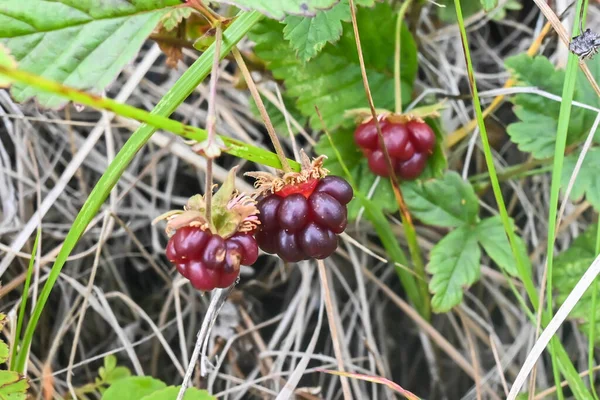 Rubus Arcticus Oder Arktische Himbeeren Reife Beeren Der Tundra Der — Stockfoto