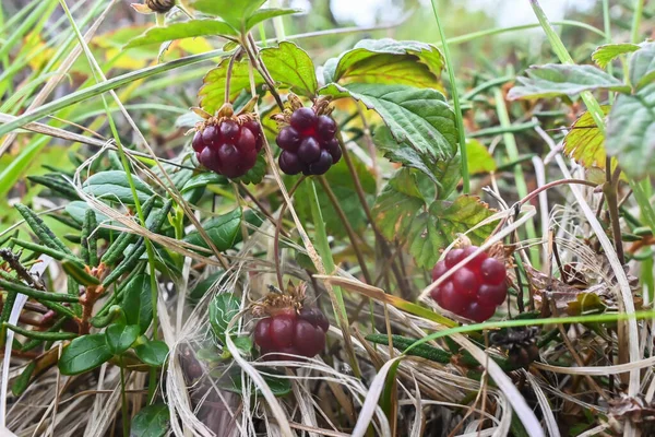 Rubus Arcticus Arctische Frambozen Rijpe Bessen Toendra Van Het Schiereiland — Stockfoto