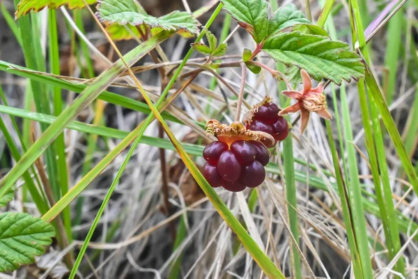 Rubus Arcticus Arctische Frambozen Rijpe Bessen Toendra Van Het Schiereiland — Stockfoto