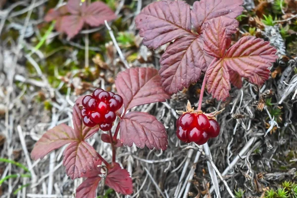 Rubus Arcticus Arctische Frambozen Rijpe Bessen Toendra Van Het Schiereiland — Stockfoto