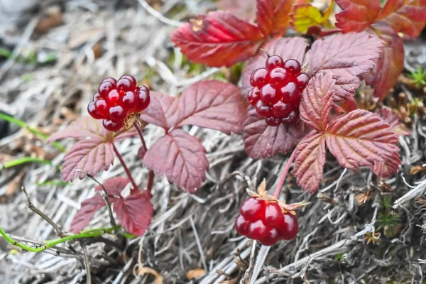 Rubus Arcticus Arctische Frambozen Rijpe Bessen Toendra Van Het Schiereiland — Stockfoto