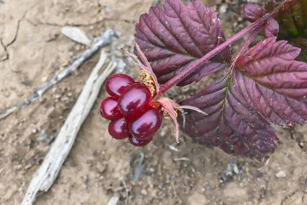 Rubus Arcticus Arctische Frambozen Rijpe Bessen Toendra Van Het Schiereiland — Stockfoto