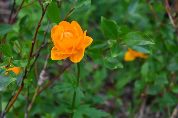 Blumen Auf Dem Putorana Plateau Ein Kurzer Sommer Norden Des — Stockfoto