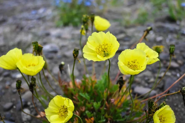 Flowers Putorana Plateau Short Summer North Krasnoyarsk Territory Decorated Flowers — Stock Photo, Image