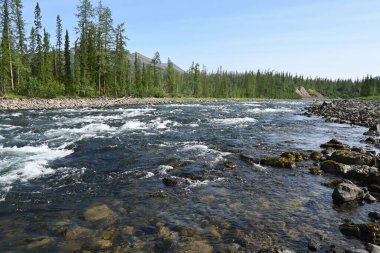 Putorana Platosu 'ndaki Nakta Nehri. Doğu Sibirya 'nın kuzeyinde bir dağ nehri..