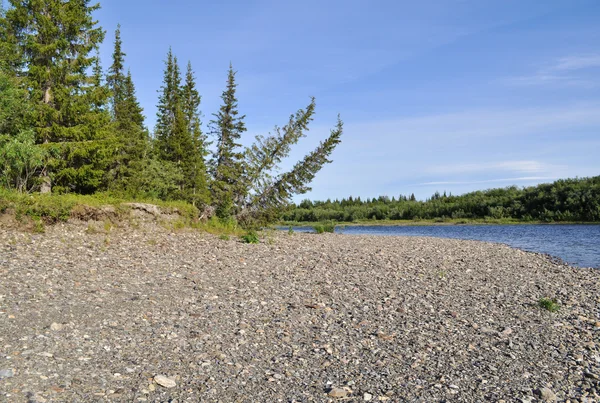 Árboles doblados hasta el río es típico paisaje taiga . — Foto de Stock