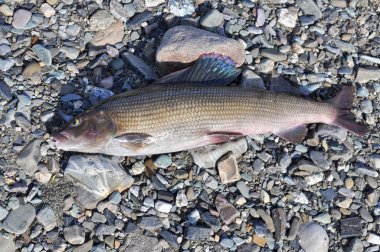 Avrupa Gölge balığı. 