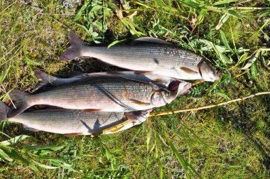 Avrupa Gölge balığı. 