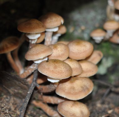 bal mantarı mantarı