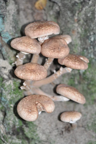 Honey agaric mushroom — Stock Photo, Image