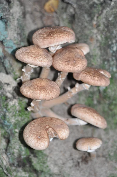 Honey agaric mushroom — Stock Photo, Image