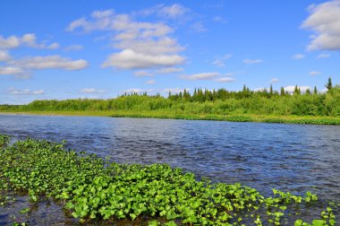Kuzey nehir yaz peyzaj.