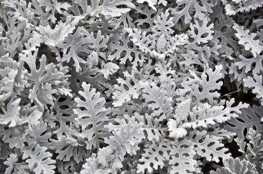 Yaprakların soyut arkaplanı. 