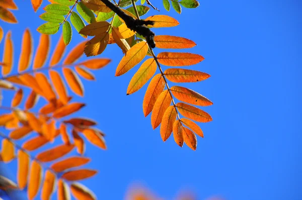 Folhas de outono brilhantes contra o céu azul . — Fotografia de Stock