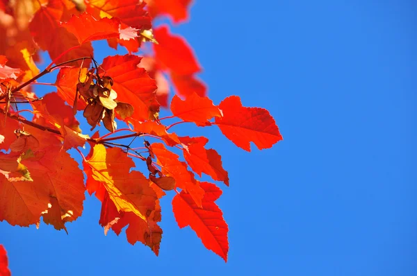 Heldere herfstbladeren tegen de blauwe hemel. — Stockfoto
