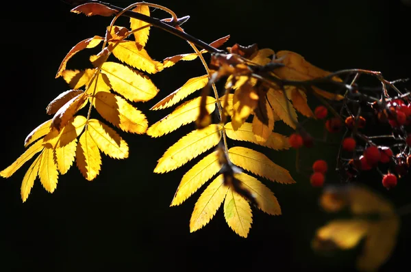 Heldere herfstbladeren. — Stockfoto