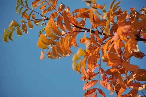 Rode bladeren tegen de blauwe hemel. — Stockfoto