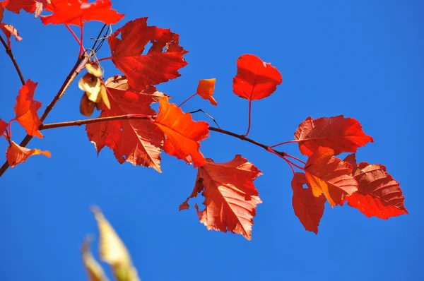 Rode bladeren tegen de blauwe hemel. — Stockfoto