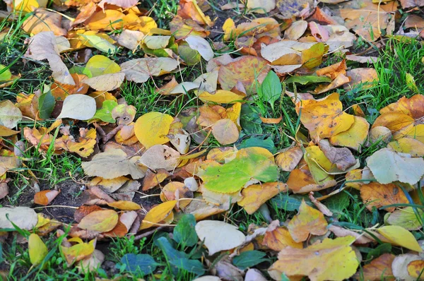 Cadute foglie autunnali. — Foto Stock