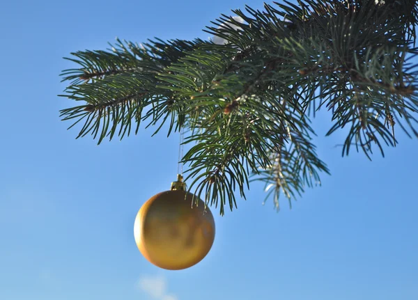 A bola de ouro em um ramo da árvore de Natal . — Fotografia de Stock