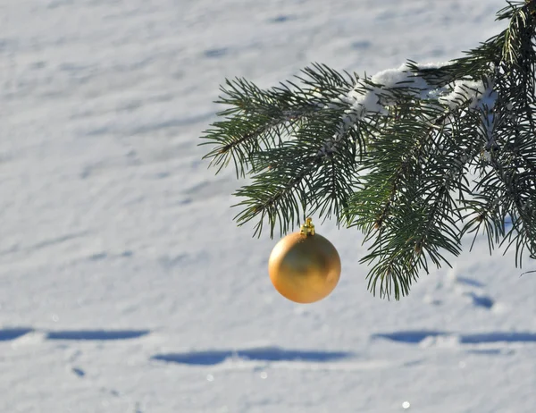 Złotą piłkę na gałęzi choinki. — Zdjęcie stockowe