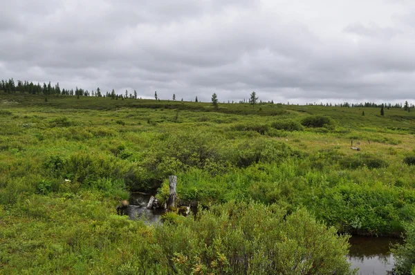 Tundra paludosa vicino al fiume Lemva — Foto Stock