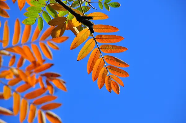 Heldere herfstbladeren tegen de blauwe hemel. — Stockfoto