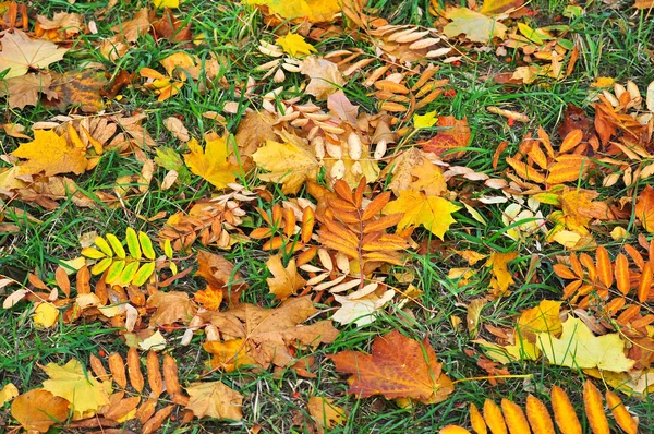 Sfondo astratto di foglie cadute . — Foto Stock