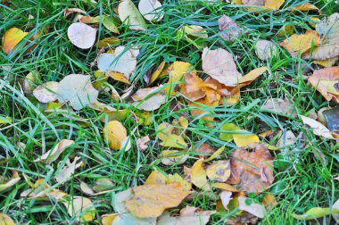 Düşen sonbahar yaprakları.