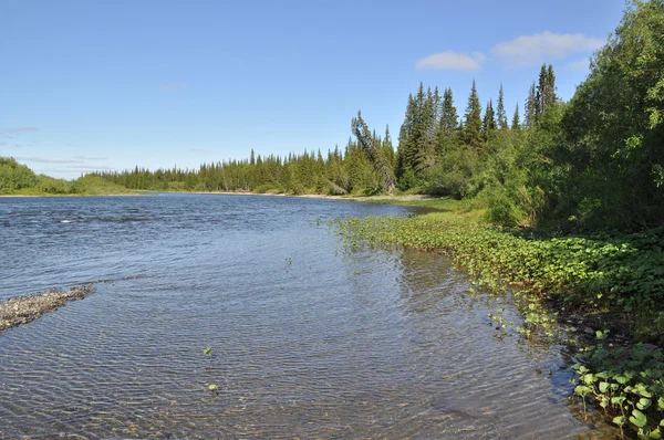 Noordelijke taiga rivier op een zonnige dag. — Stockfoto