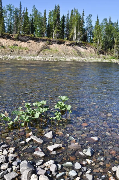 Nehir manzara: Tayga, çakıl ve güneş. 